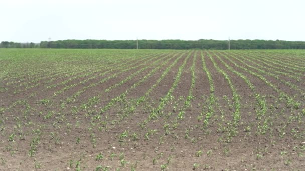 Panorama del feld con maíz joven recién plantado. Primavera. Planta de maíz en línea recta. Bosque en el fondo . — Vídeo de stock