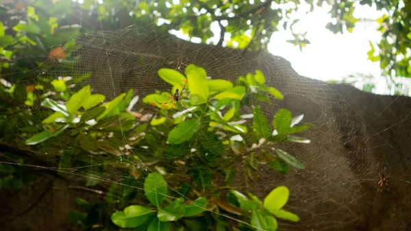 Seychelles big spider in thr web. Morning light. Green tropic trees — Stock Photo, Image