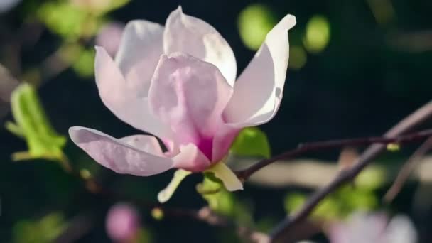 Kvetoucí květiny v zahradě, nádherný květ Magnolie. Botanická zahrada, kde kvetou květiny: Magnolia, růže, pivoňky, gardénie, tulipány, kosatce, lotus, jasmín, lila, máku. 4 k Video ke stažení