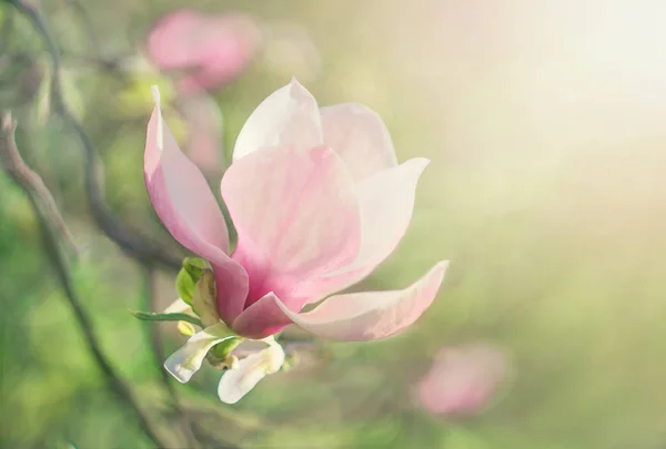 Hermosa flor de Magnolia al atardecer. Naturaleza . — Foto de Stock