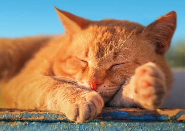 Κοκκινομάλλα Γάτα Κοιμάται Γάτα Χαλαρώσουν Αστεία Γάτα — Φωτογραφία Αρχείου