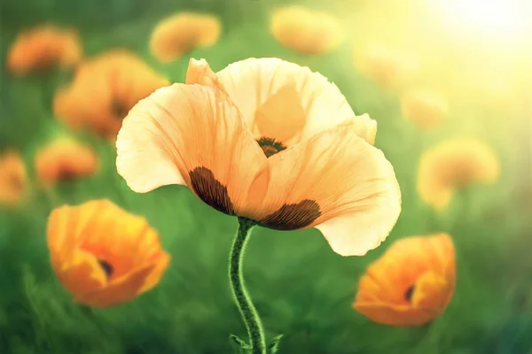 Flor de amapola, en el fondo flores de amapola . — Foto de Stock