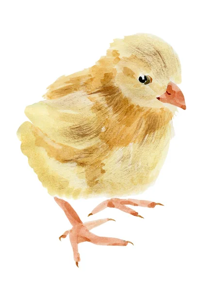 Aquarell Illustration Eines Huhns — Stockfoto