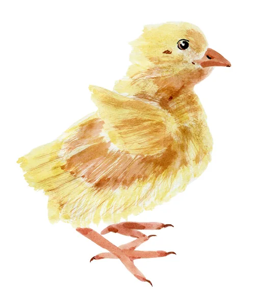 Akwarelowa Ilustracja Kurczaka — Zdjęcie stockowe