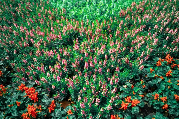 Flores coloridas com vermelho, amarelo, laranja com folha verde backg — Fotografia de Stock