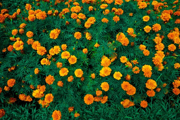 Flores coloridas com vermelho, amarelo, laranja com folha verde backg — Fotografia de Stock
