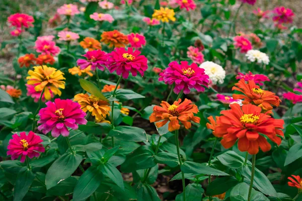 Flores coloridas com vermelho, amarelo, laranja com folha verde backg — Fotografia de Stock