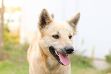 Yeşil bir parkta bir köpek gün batımında dilini dışarı çıkarıyor..