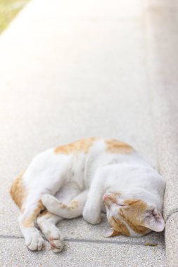 Beyaz ve sarı bir kedi beton zeminde uyuyor.