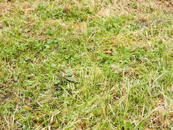 Autumn background of green and yellow grass and leaves — Stock Photo, Image