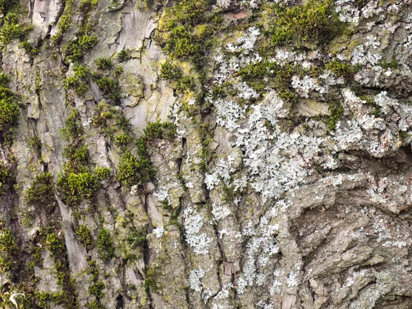 Linden ağacının yosun kabuğundan arkaplan — Stok fotoğraf
