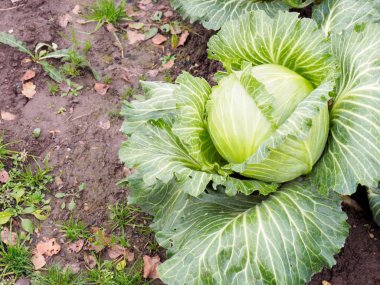 Beyaz lahana güz hasadı