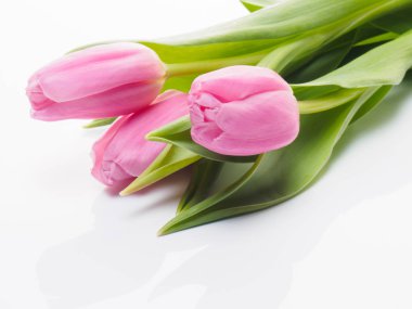 Beyaz arka planda yansımalı üç pembe lale. Valenti.