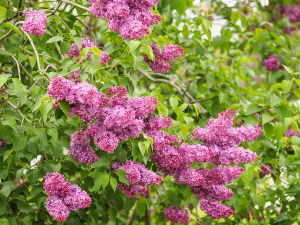 Branches de lilas décoratifs sur un fond de feuilles vertes — Photo