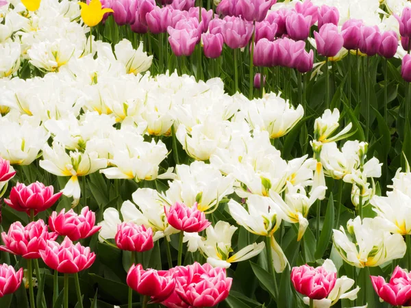 Multi-colored tulips on a background of green leaves. Valentines