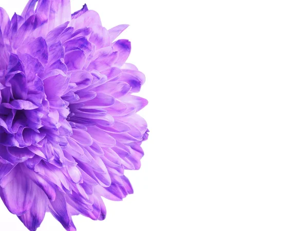 Flor de crisantemo púrpura sobre fondo blanco. Conc Vacaciones — Foto de Stock