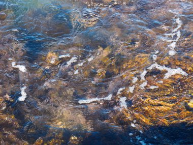 Deniz dalgalarının altındaki yosunlar. Tuapse, Karadeniz, Kafkaslar