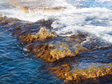 Deniz suyunda yosun ve taş. Tuapse, Karadeniz, Kafkaslar