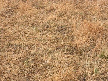 Sarı otların arka planı. Kafkaslar