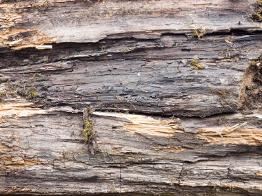 Yaşlı ağaçtan yosunlu arka plan. Tuapse, Karadeniz, Kafkaslar