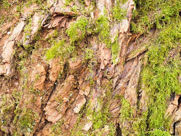 橡木树皮和苔藓的背景。 Tuapse，黑海，高加索 — 图库照片