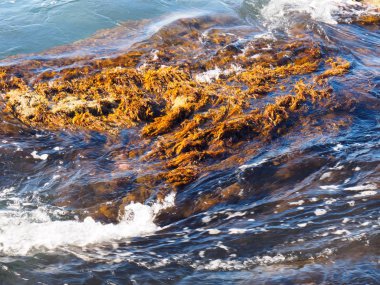 Deniz dalgalarının altında sarı ve kırmızı algler. Tuapse, Karadeniz, Cau