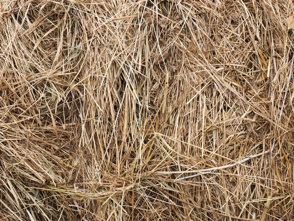 코카서스 가까이에 있는 마른 잔디 더미 — 스톡 사진