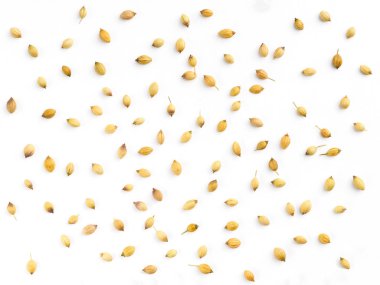 Spice coriander (Coriandrum sativum) seeds isolated on white bac