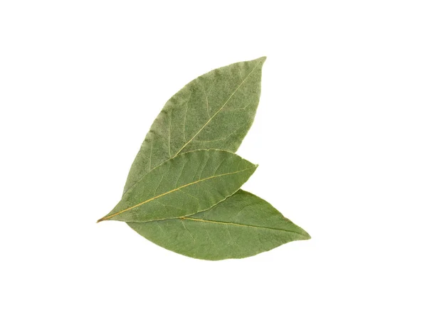 Three laurel leaves in the shape of a bird with wings on white i — Stok fotoğraf