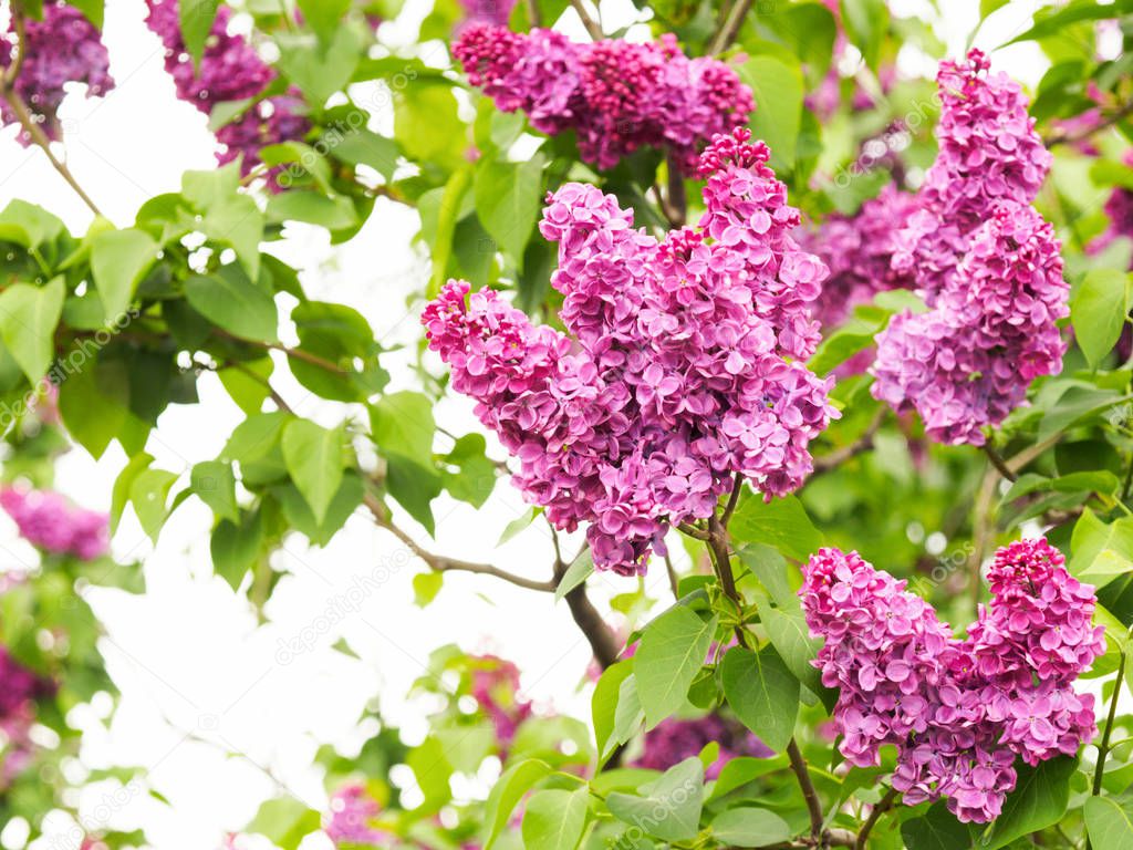 Branches of decorative lilac on a background of green leaves. Va
