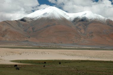 Yaklar, kahverengi tepelerin karlı tepelerinde vadide otlarlar.