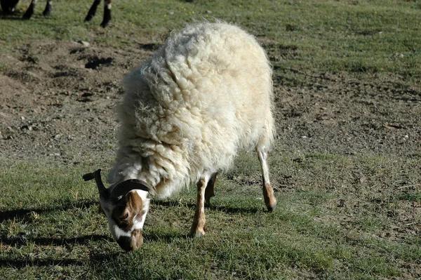 Ovejas tibetanas en pastos — Foto de Stock