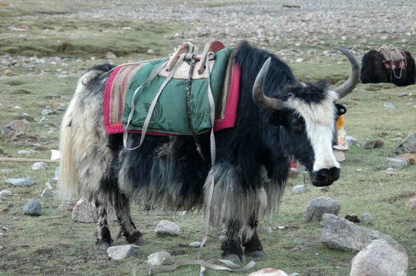 Pâturage de yak dans la vallée près du mont Kailas, Tibet, Chine — Photo