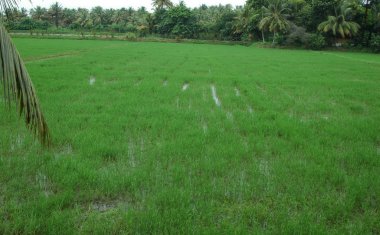 Hindistan 'daki pirinç tarlası Kerala Kochi