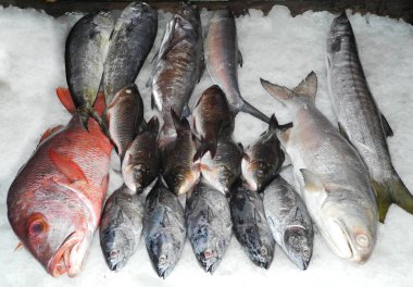 Fort Kochi, Kerala, Hindistan 'da balık topluyorum..