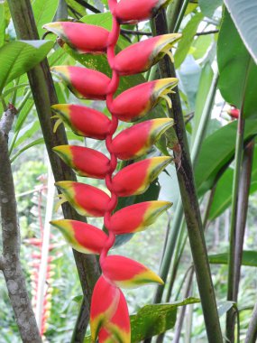 Kerala Kochi 'deki tropik Heliconia bitkisi.