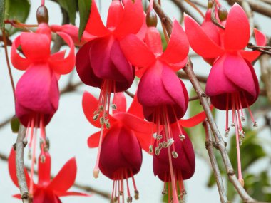 Kerala Kochi 'de pembe tropik bitki fuşya (Fuchsia) çiçekleri