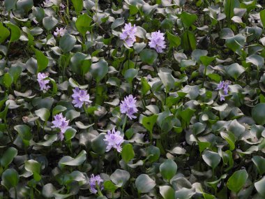 Leylak çiçekli yeşil yosunlar, Kerala, Kochi bölgesi.