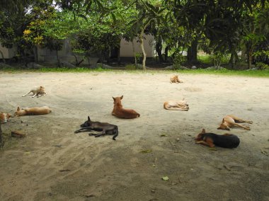 Hindistan, Kerala, Trivandrum 'da dinlenen köpekler