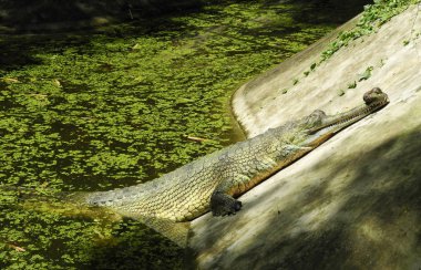 Suda timsah ve yeşil bitkiler