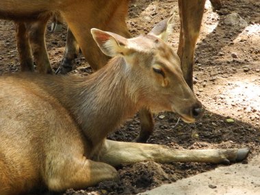 Kahverengi çatal, Kerala, Trivandrum