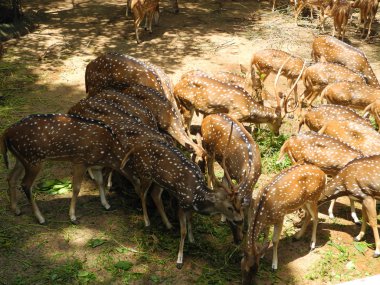 Kahverengi çatallar, Kerala, Trivandrum