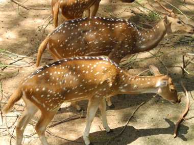 Kahverengi çatallar, Kerala, Trivandrum