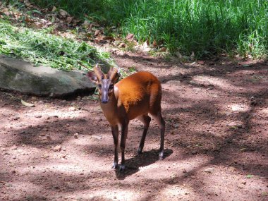 Kahverengi çatal, Kerala, Trivandrum