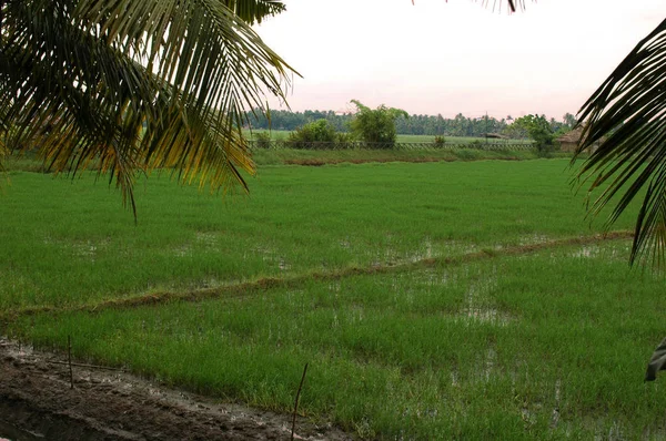 Rice field in Kerala Kochi — Stockfoto
