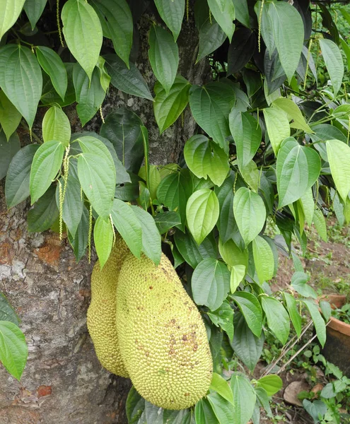 高知県のジャックフルーツと黒胡椒｜Kerala India. — ストック写真