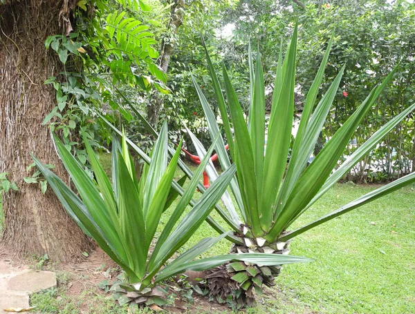 Tropical green plant Sabal minor in the park in the city of Koch — Stockfoto