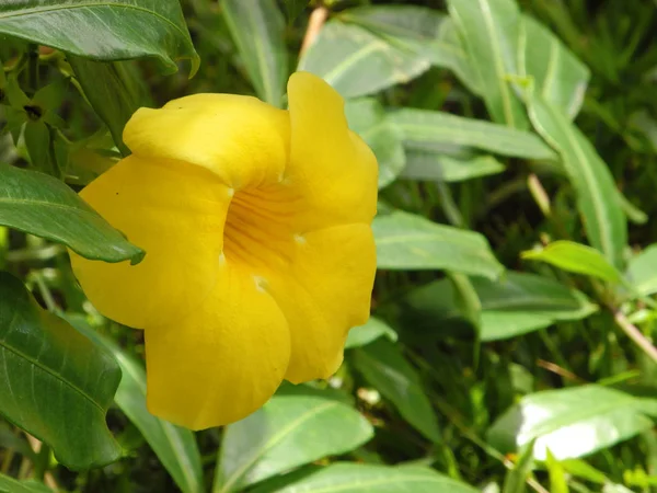 Gelbe tropische Blume auf einem Hintergrund aus grünen Blättern, Kerala k — Stockfoto