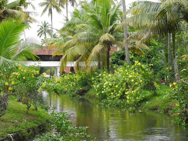 Parque con río y arbustos con flores amarillas en Kerala Kochi —  Fotos de Stock