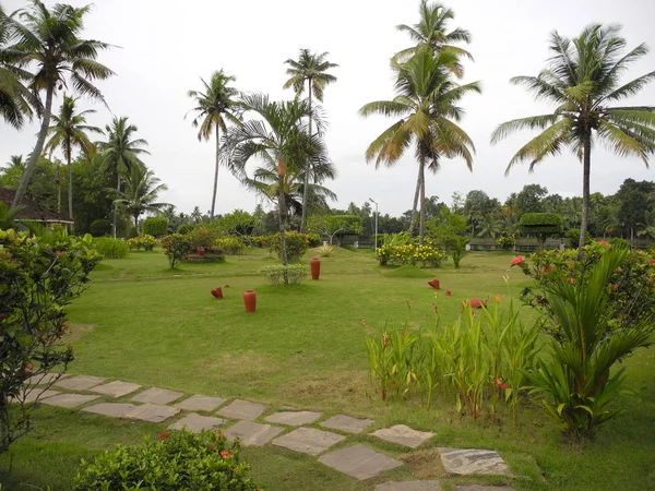 Camino en el parque de los cocoteros jóvenes en Kerala Kochi —  Fotos de Stock